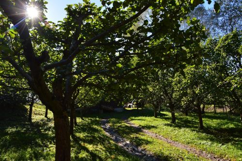 orchard fruit apple tree