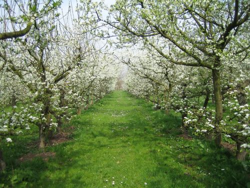 orchard nature spring