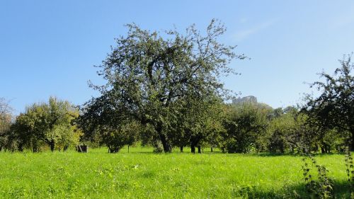 orchard tree fruit tree