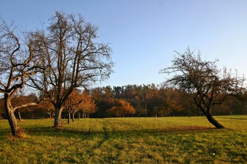 orchard autumn nature