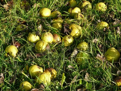 orchard harvest fruit