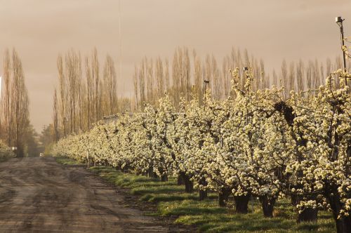orchard pear trees blossoms