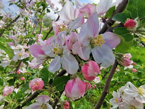 orchard bloomed trees  pink apple flowers  white flowes in the spring