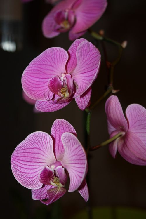 orchid flower nature