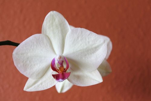 orchid flower white