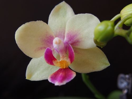orchid flower orchidea