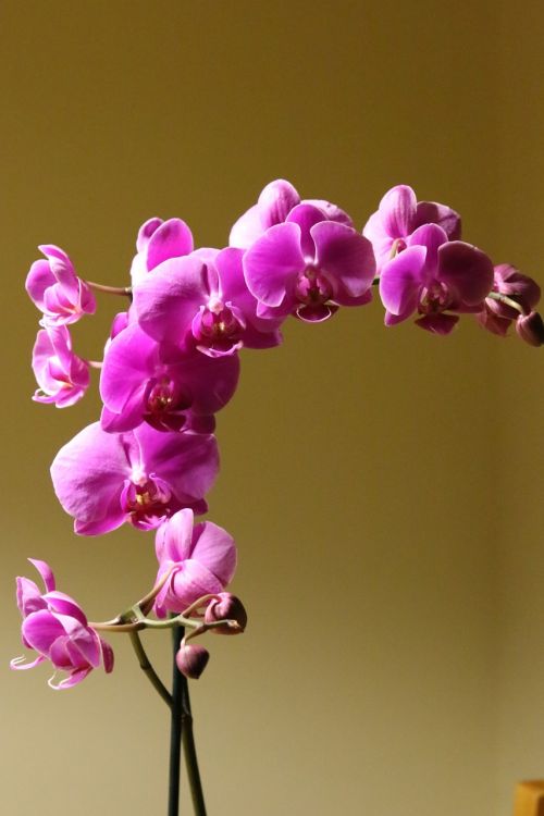 orchid flower plant