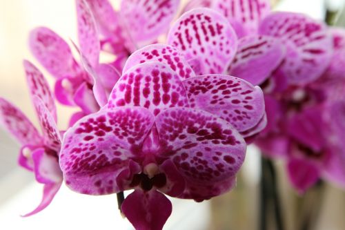 orchid plant flower