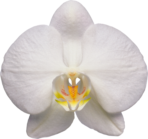 orchid flower white