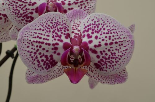 orchid flowers pink