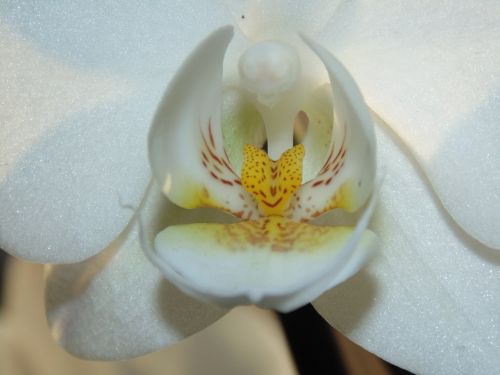 orchid white flower