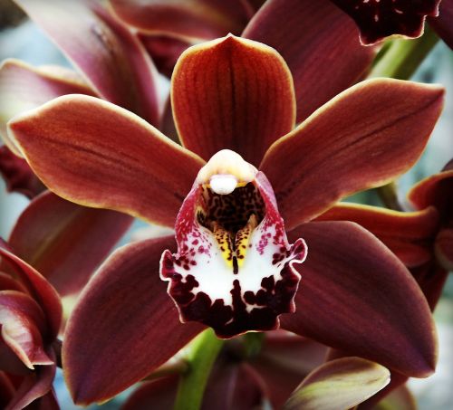 orchid flower purple