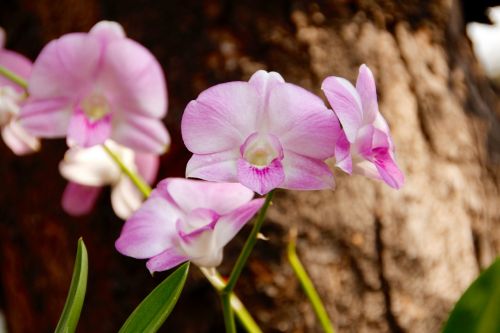 orchid flower wild