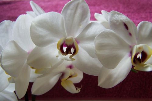 orchid white flower room plant
