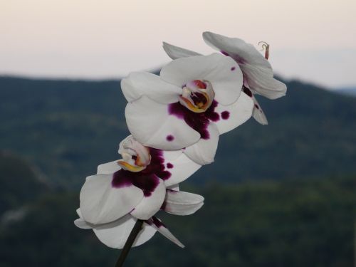 orchid flowers spring