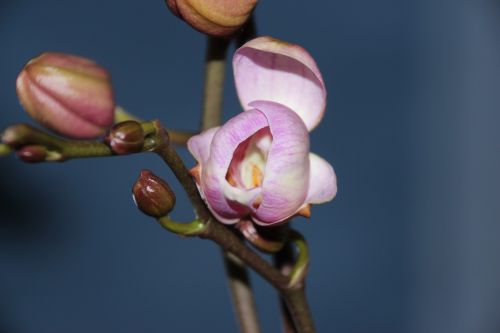 orchid bud purple