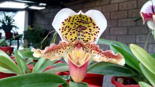 orchid white ecuador