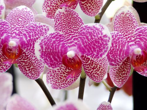 orchid flower spring