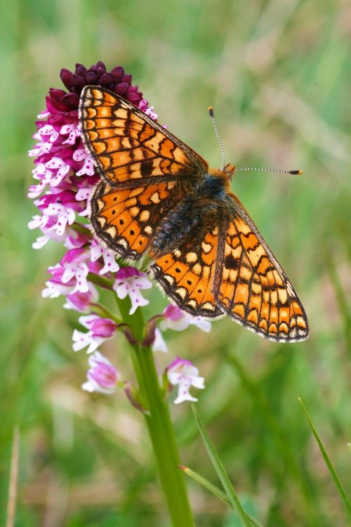 orchid butterfly flowers