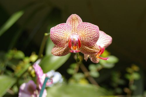 orchid flower nature