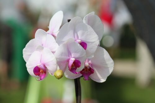 orchid flower plant