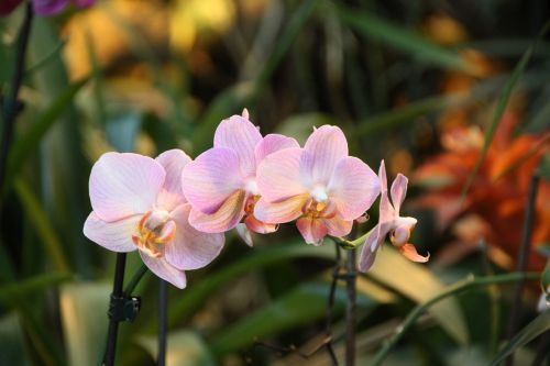 orchid flowers nature