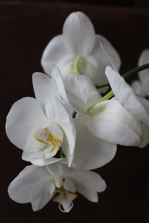 orchid flower white