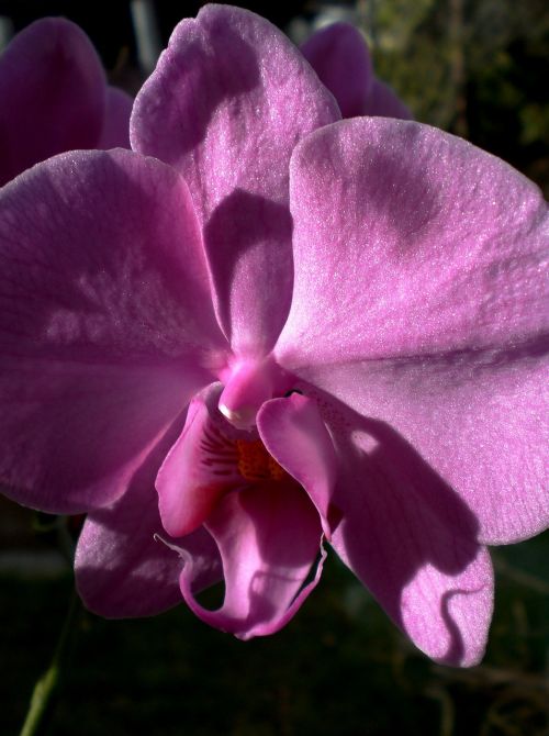 orchid pink phalaenopsis