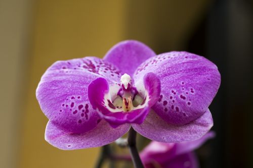 orchid flower plant