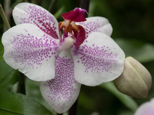 orchid macro flower
