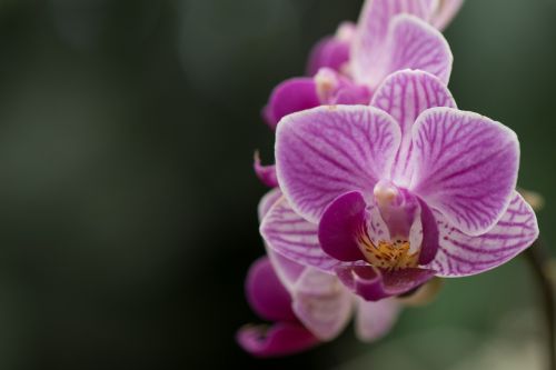 orchid macro flower