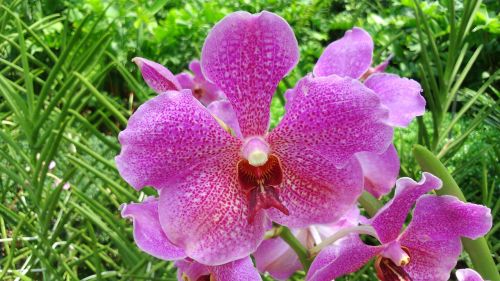 orchid national orchid garden singapore