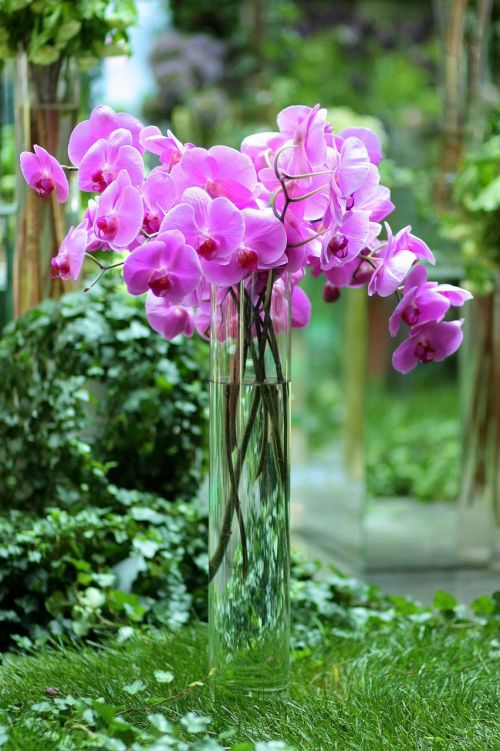 orchid mov bouquet