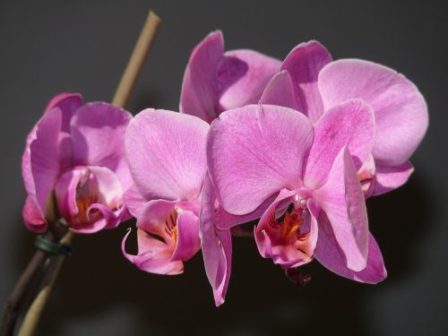 orchid blossom nature