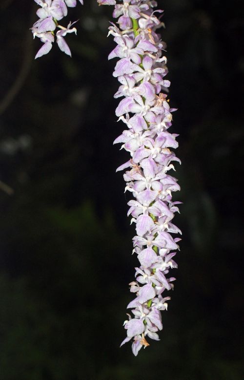 orchid flower bloom