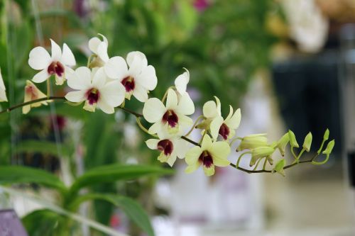 thailand orchids the trucker gu lawai orchid