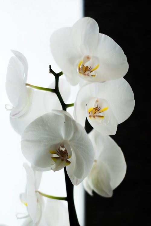 orchid black white