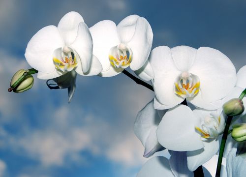 orchid flower biel