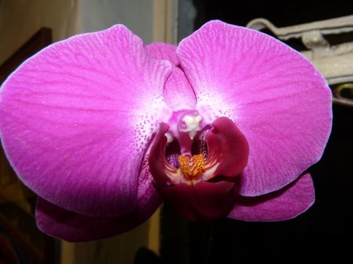 Orchid