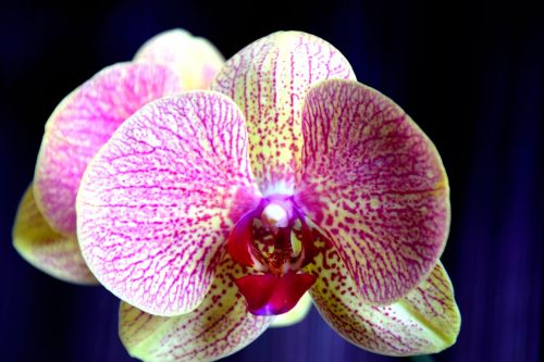 orchid flower yellow-pink