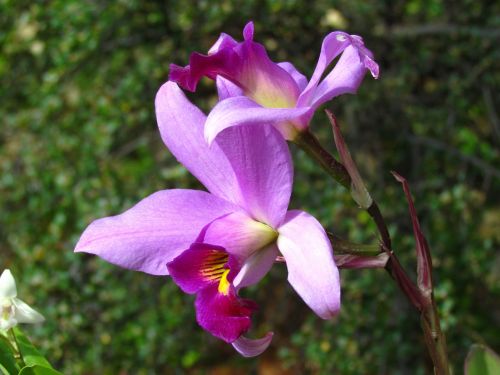 orchid fuchsia petals