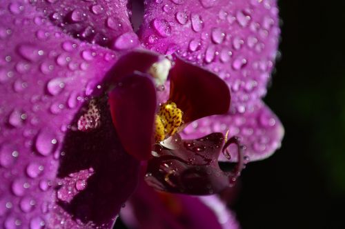 orchid flower purple