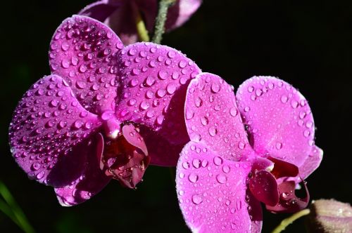 orchid purple flower