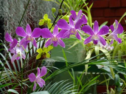 orchid purple flower exotic