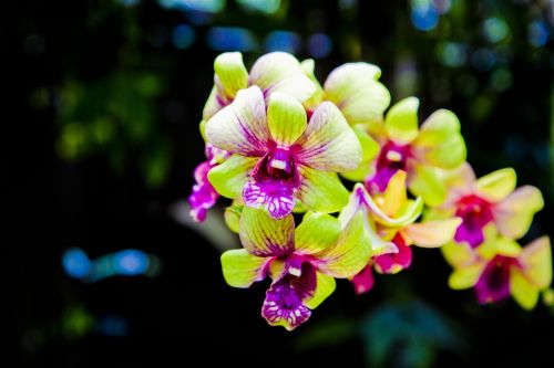 orchid flower beautiful