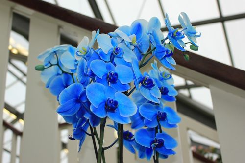 orchid blue orchid flowers