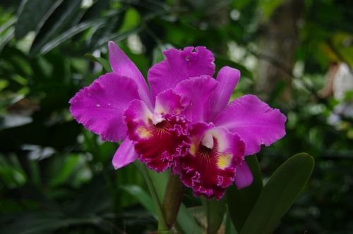 Orchid