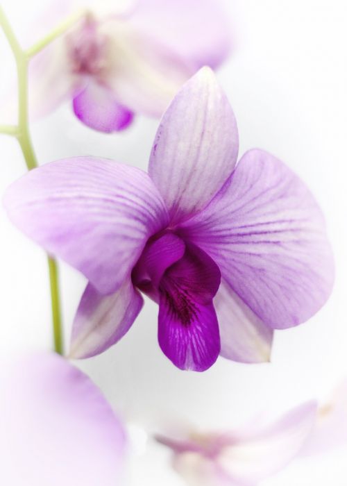 orchid yellow purple