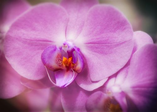 orchid phalaenopsis purple