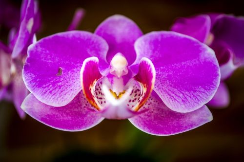 orchid flower nature